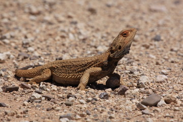 wild and free lizard in south australia