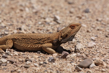 wild and free lizard in south australia