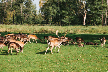 Naklejka na ściany i meble A group of young deer walks through a warm green sunny meadow in a forest next to the trees