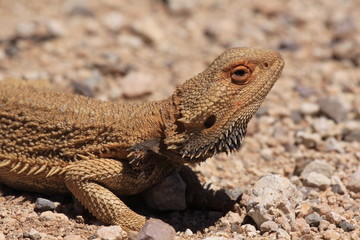 wild and free lizard in south australia