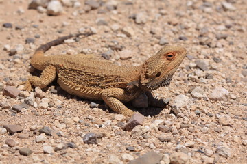 wild and free lizard in south australia