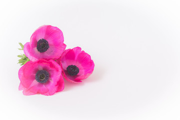 Pink flowers, poppy flowers isolated on white background
