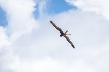 Magnificent Frigatebird (Fregata magnificens) flying - Fernando de Noronha, Pernambuco, Brazil.