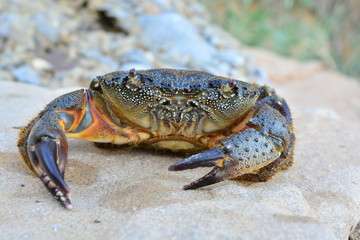 Black Sea stone crab on the beach