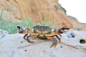 Black Sea stone crab on the beach
