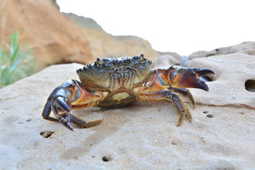 Black Sea stone crab on the beach