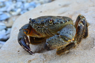 Black Sea stone crab on the beach