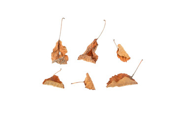 leaf withered isolated on white background