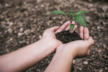 Hands holding soil and small tree to grow with blur background