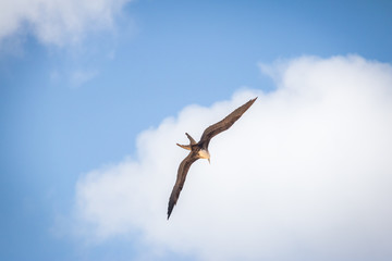 Magnificent Frigatebird (Fregata magnificens) flying - Fernando de Noronha, Pernambuco, Brazil.