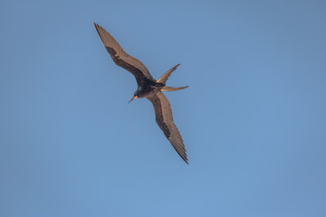 Magnificent Frigatebird (Fregata magnificens) flying - Fernando de Noronha, Pernambuco, Brazil.