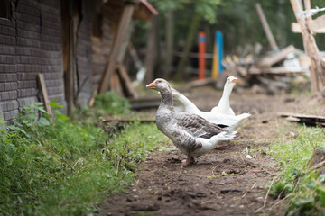 three walking goose on at a farm near the green forest.