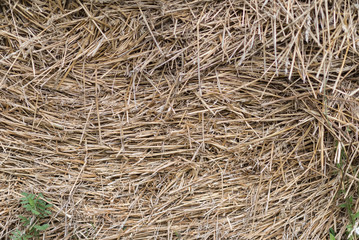 dry straw background texture.
