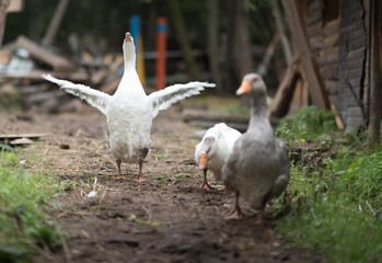 three walking goose on at a farm near the green forest. The white bird spread its wings