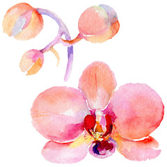 Wildflower orchid flower in a watercolor style isolated. Full name of the plant: orchid. Aquarelle wild flower for background, texture, wrapper pattern, frame or border.