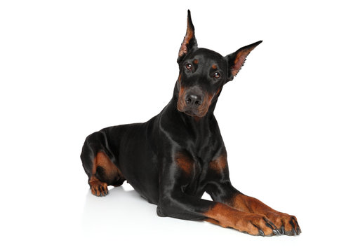 Doberman Dog Lying On A White Background