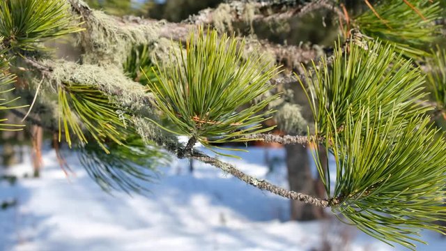 Video of moving along cedr branch covered by needels and Usnea lichens