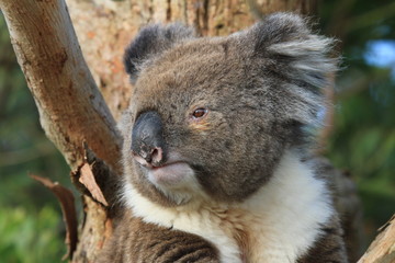 closeup of koala sitting on tree