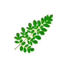 Moringa leaves on white background