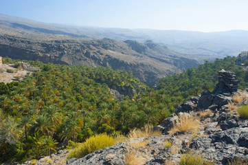 Plantation of date palms in Birkat El Mose. Oman.