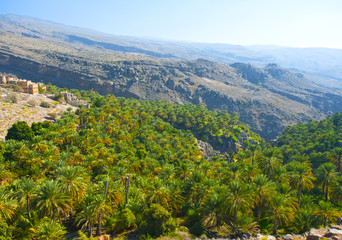 Plantation of date palms in Birkat El Mose. Oman.