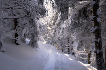 Weg durch den verschneiten Wald