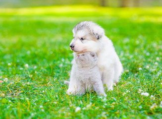 tender kitten caresses with puppy on green grass. Space for text