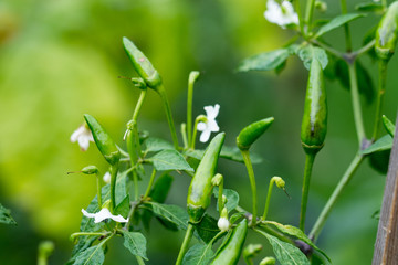 Obraz premium Hot Tabasco Chili peppers