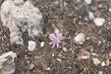 purple flower growing after the first rain