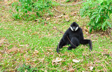chimpanzee primate on the grass black fur fluffy sits landscape posing monkey