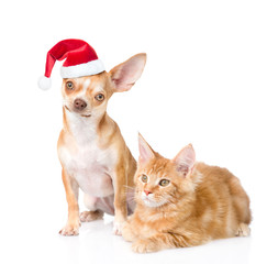 Tiny chihuahua puppy in red christmas hat and maine coon cat together. isolated on white background
