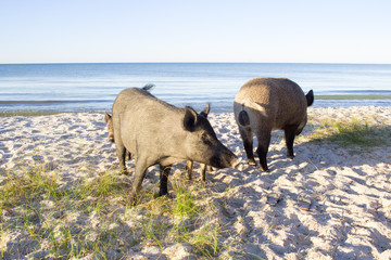 Wild pigs walk away on sea beach sands