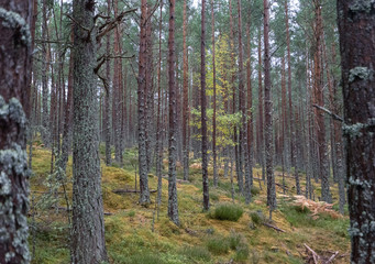 Obraz premium Scottish Forest