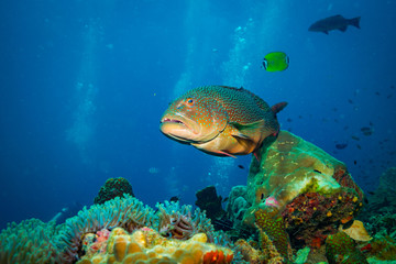 Naklejka na ściany i meble Malabar grouper