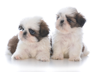 two shih tzu puppy litter mates