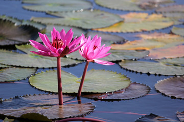 red lotus flower in the pond