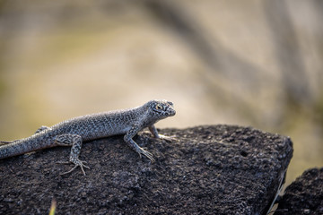 Mabuia or Noronha skink (Trachylepis atlantica) - Fernando de Noronha, Pernambuco, Brazil