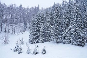 The snow covered the firs and the Carpathian mountains with a white veil. Winter in the Ukrainian Carpathians. The mountains are covered with coniferous forest.