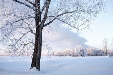 amazing landscape with frozen snow covered trees at sunrise  
