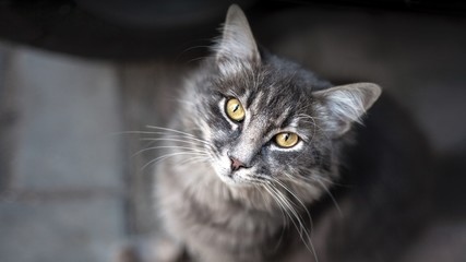 Portrait of street cat.