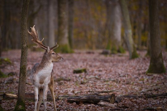 Daim Bilder Durchsuchen 1,851 Archivfotos, und Videos