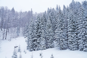 The snow covered the firs and the Carpathian mountains with a white veil. Winter in the Ukrainian Carpathians. The mountains are covered with coniferous forest.