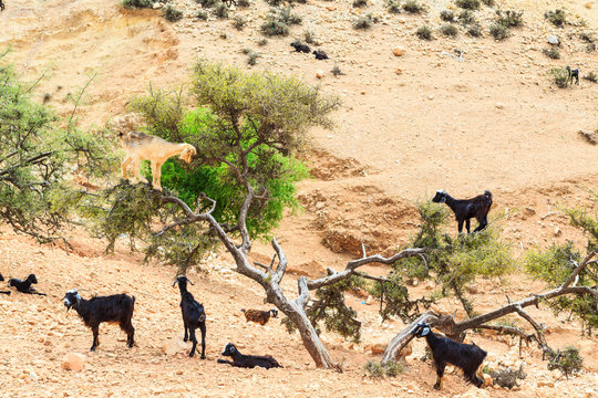 Goats climbing an argan tree to eat the argan nuts