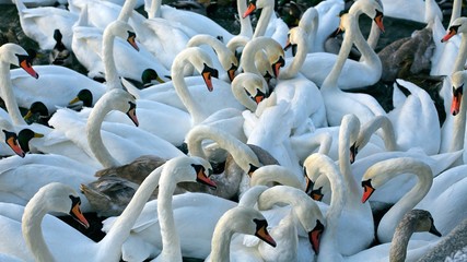 Multiple swans in large flock on Vistula River in Krakow, Poland