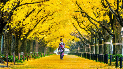 Fototapeta premium Beautiful girl wearing japanese traditional kimono at row of yellow ginkgo tree in autumn. Autumn park in Tokyo, Japan.