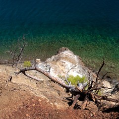 Fallen tree next to seaside.