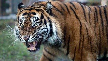 Close Up Portrait of Sumatran Tiger