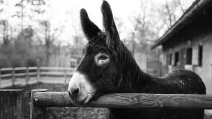 Fototapeten Esel Black and white closeup portrait of a donkey with bokeh background  © Serdar