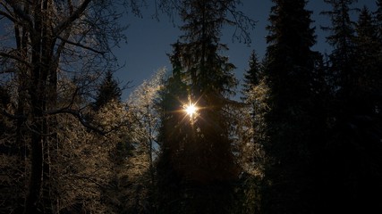 Sunlight behind of trees.