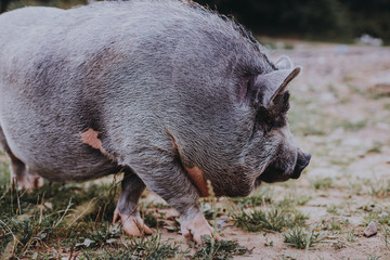 Vietnamese pig in the meadow